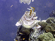 Picture 'Th1_0_2891 Cuttlefish, Thailand'